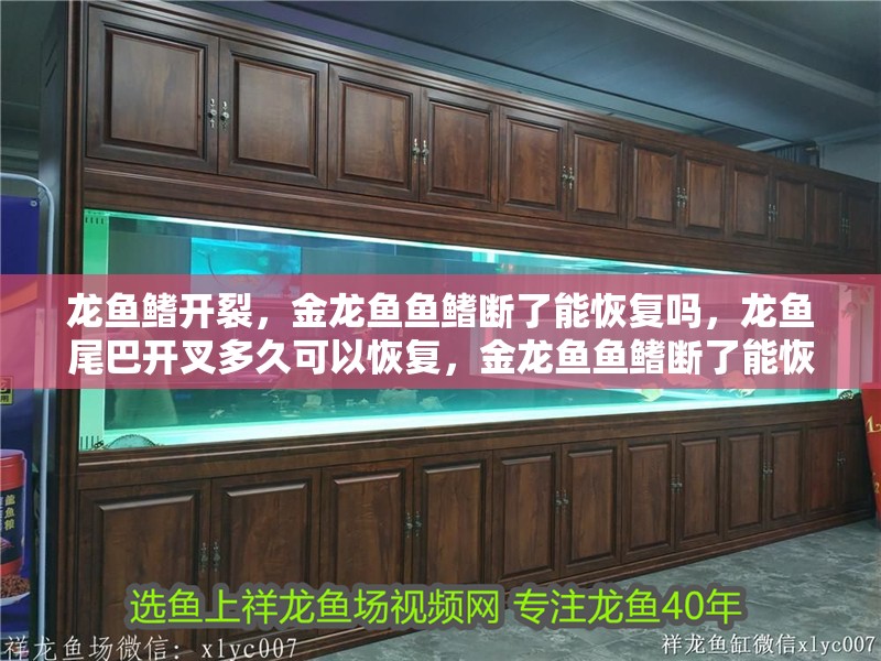 龍魚鰭開裂，金龍魚魚鰭斷了能恢復嗎，龍魚尾巴開叉多久可以恢復，金龍魚魚鰭斷了能恢復嗎