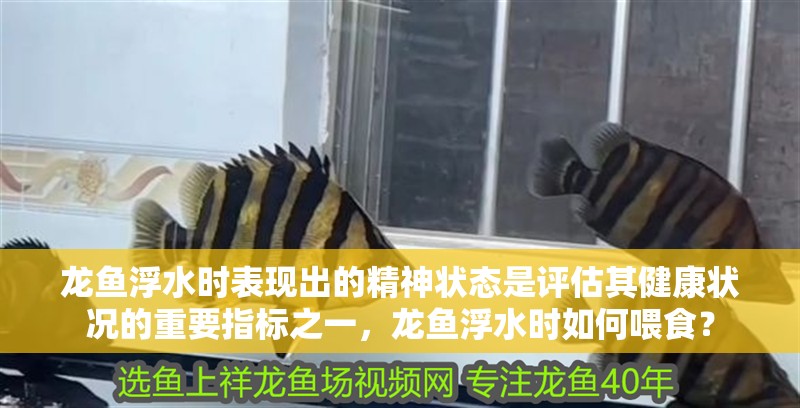 龍魚(yú)浮水時(shí)表現(xiàn)出的精神狀態(tài)是評(píng)估其健康狀況的重要指標(biāo)之一，龍魚(yú)浮水時(shí)如何喂食？