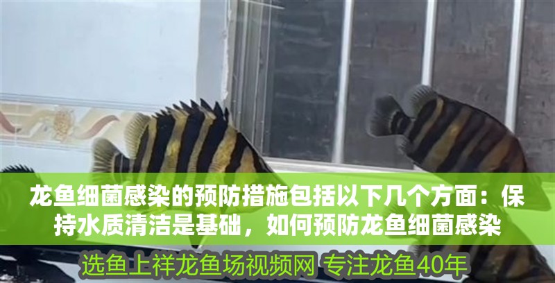 龍魚細(xì)菌感染的預(yù)防措施包括以下幾個(gè)方面：保持水質(zhì)清潔是基礎(chǔ)，如何預(yù)防龍魚細(xì)菌感染