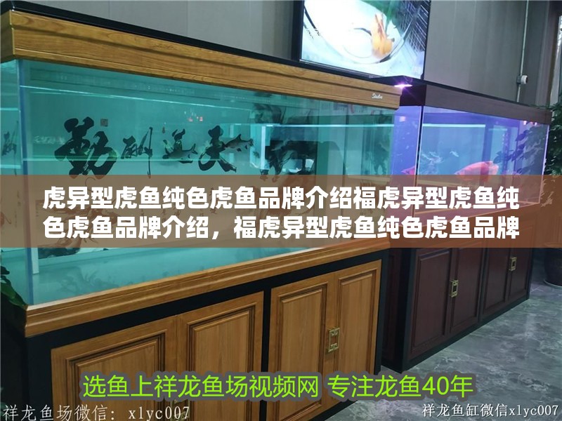 虎異型虎魚純色虎魚品牌介紹福虎異型虎魚純色虎魚品牌介紹，?；愋突Ⅳ~純色虎魚品牌介紹福虎異型虎魚純色虎魚品牌介紹