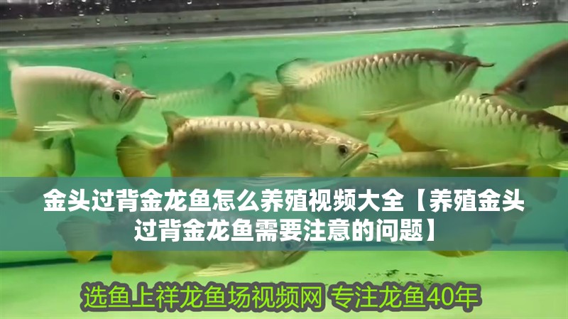 金頭過背金龍魚怎么養殖視頻大全【養殖金頭過背金龍魚需要注意的問題】