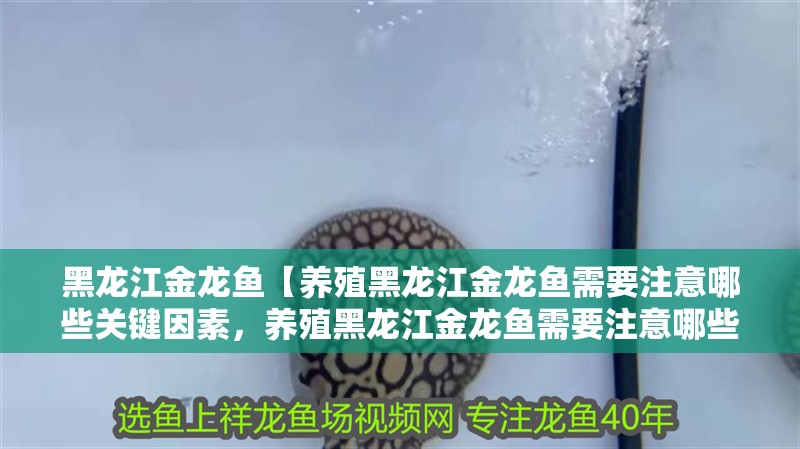 黑龍江金龍魚【養殖黑龍江金龍魚需要注意哪些關鍵因素，養殖黑龍江金龍魚需要注意哪些因素】