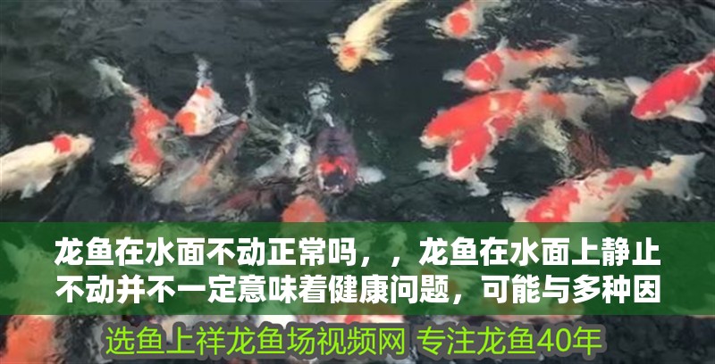 龍魚在水面不動正常嗎，，龍魚在水面上靜止不動并不一定意味著健康問題，可能與多種因素有關