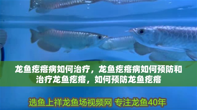 龍魚疙瘩病如何治療，龍魚疙瘩病如何預(yù)防和治療龍魚疙瘩，如何預(yù)防龍魚疙瘩