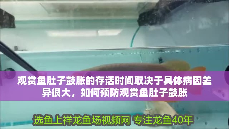 觀賞魚肚子鼓脹的存活時間取決于具體病因差異很大，如何預防觀賞魚肚子鼓脹