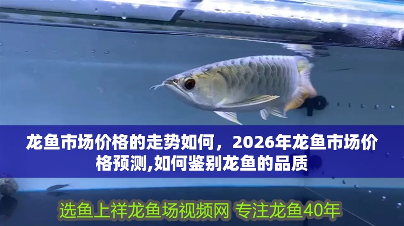 龍魚市場價格的走勢如何，2026年龍魚市場價格預(yù)測,如何鑒別龍魚的品質(zhì)