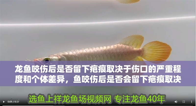 龍魚咬傷后是否留下疤痕取決于傷口的嚴重程度和個體差異，魚咬傷后是否會留下疤痕取決于傷口的嚴重程度和個體差異