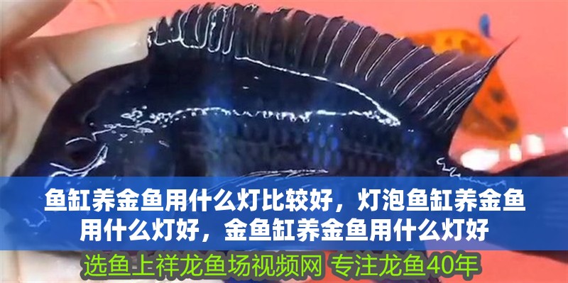 魚缸養金魚用什么燈比較好，燈泡魚缸養金魚用什么燈好，金魚缸養金魚用什么燈好