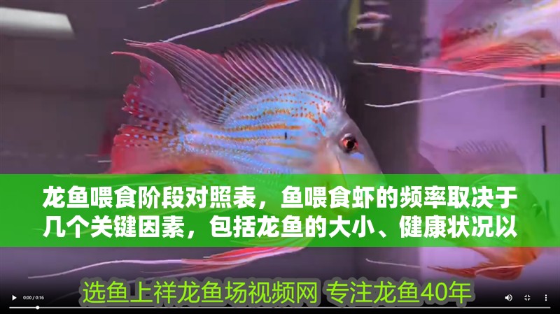 龍魚喂食階段對照表，魚喂食蝦的頻率取決于幾個關鍵因素，包括龍魚的大小、健康狀況以及它們所處的環境