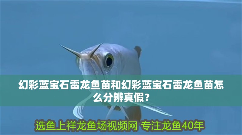 幻彩藍(lán)寶石雷龍魚苗和幻彩藍(lán)寶石雷龍魚苗怎么分辨真假？