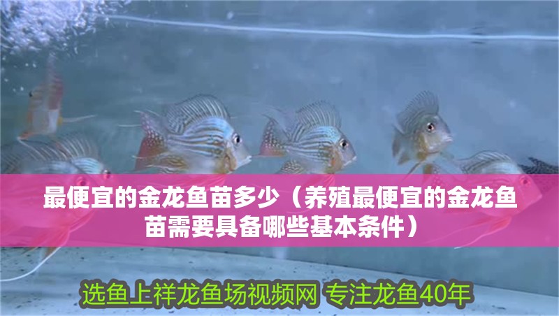 最便宜的金龍魚苗多少（養殖最便宜的金龍魚苗需要具備哪些基本條件）