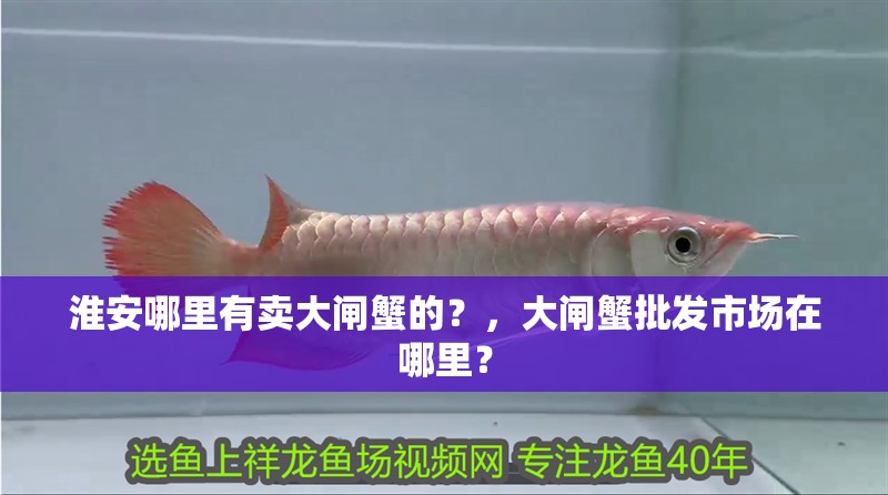 淮安哪里有賣大閘蟹的？，大閘蟹批發市場在哪里？