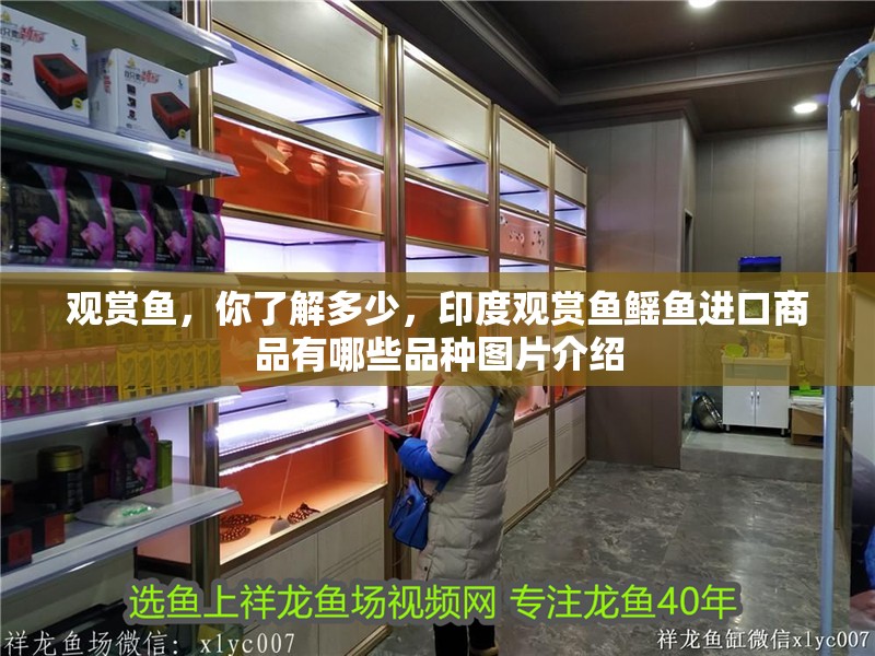 觀賞魚，你了解多少，印度觀賞魚鰩魚進口商品有哪些品種圖片介紹