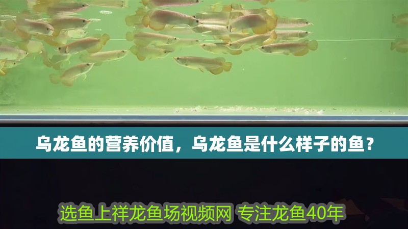 烏龍魚(yú)的營(yíng)養(yǎng)價(jià)值，烏龍魚(yú)是什么樣子的魚(yú)？