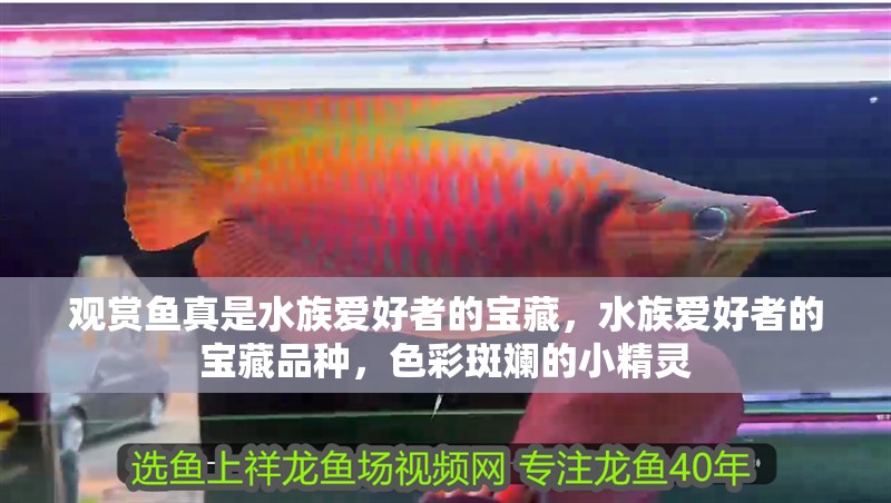 觀賞魚真是水族愛好者的寶藏，水族愛好者的寶藏品種，色彩斑斕的小精靈