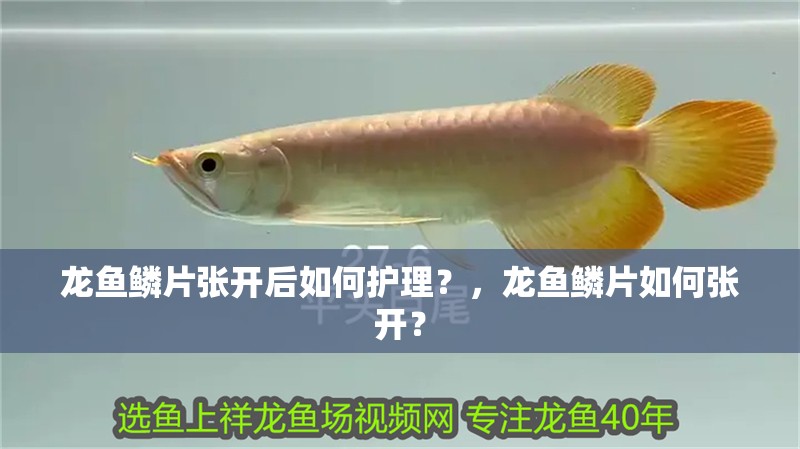 龍魚鱗片張開后如何護理？，龍魚鱗片如何張開？
