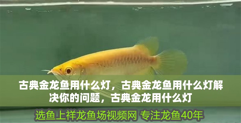 古典金龍魚用什么燈，古典金龍魚用什么燈解決你的問題，古典金龍用什么燈