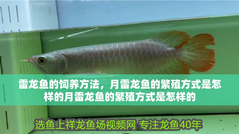 雷龍魚的飼養(yǎng)方法，月雷龍魚的繁殖方式是怎樣的月雷龍魚的繁殖方式是怎樣的