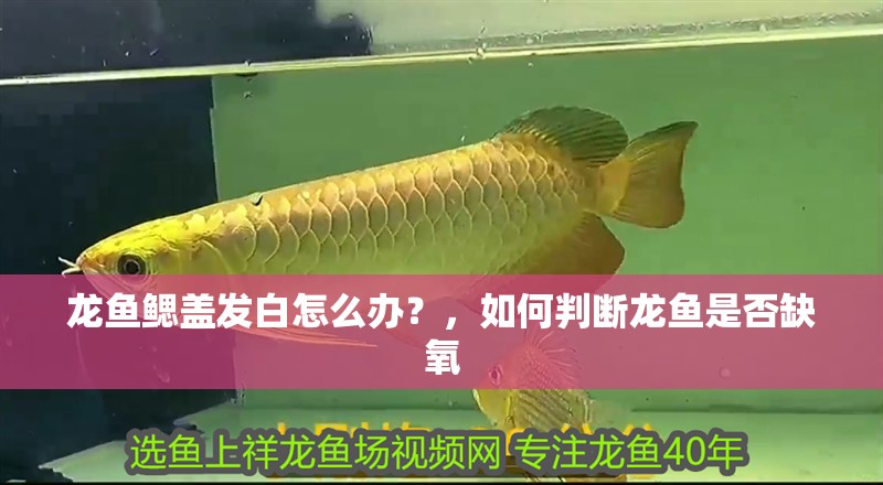 龍魚鰓蓋發(fā)白怎么辦？，如何判斷龍魚是否缺氧