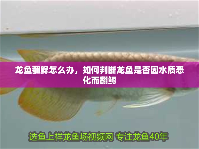 龍魚翻鰓怎么辦，如何判斷龍魚是否因水質惡化而翻鰓