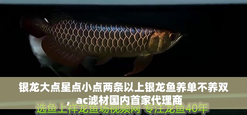 銀龍大點星點小點兩條以上銀龍魚養(yǎng)單不養(yǎng)雙，ac濾材國內(nèi)首家代理商