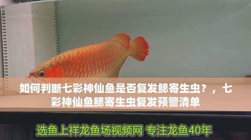 如何判斷七彩神仙魚是否復發鰓寄生蟲？，七彩神仙魚鰓寄生蟲復發預警清單