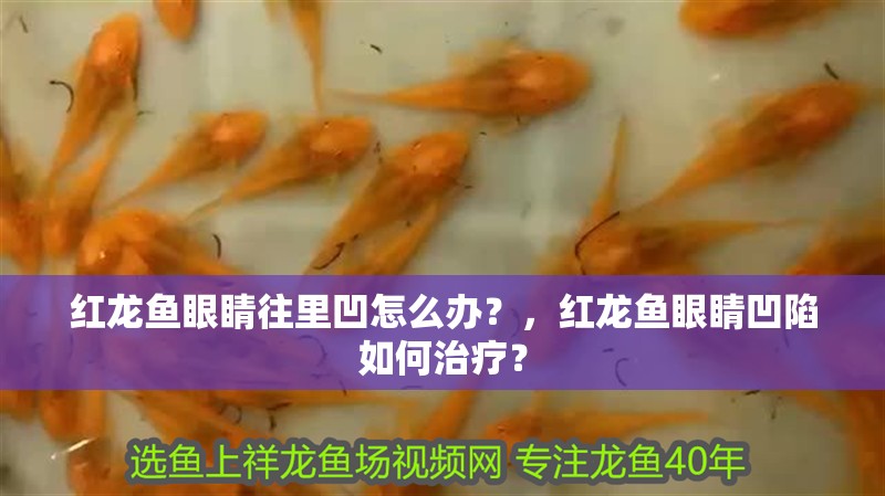 紅龍魚眼睛往里凹怎么辦？，紅龍魚眼睛凹陷如何治療？
