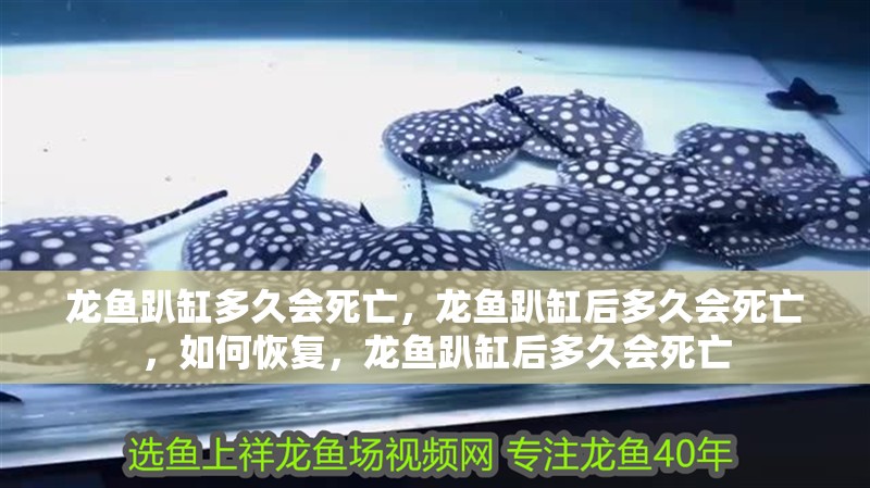 龍魚趴缸多久會死亡，龍魚趴缸后多久會死亡，如何恢復，龍魚趴缸后多久會死亡