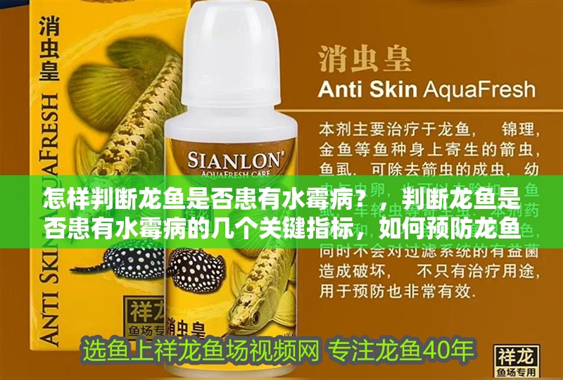 怎樣判斷龍魚是否患有水霉病？，判斷龍魚是否患有水霉病的幾個關鍵指標，如何預防龍魚患水霉病