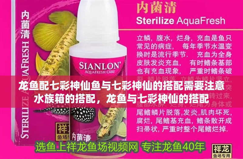 龍魚配七彩神仙魚與七彩神仙的搭配需要注意水族箱的搭配，龍魚與七彩神仙的搭配