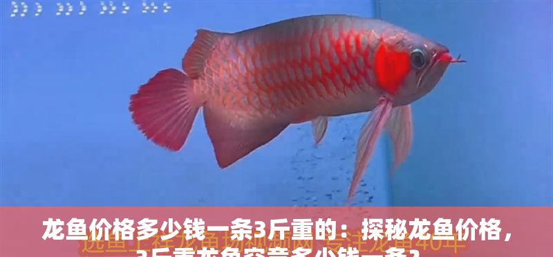 龍魚價格多少錢一條3斤重的：探秘龍魚價格，3斤重龍魚究竟多少錢一條？