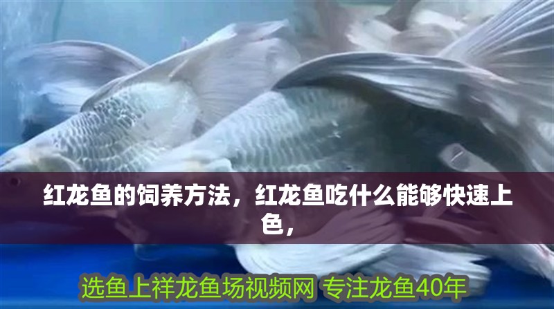 紅龍魚的飼養方法，紅龍魚吃什么能夠快速上色，