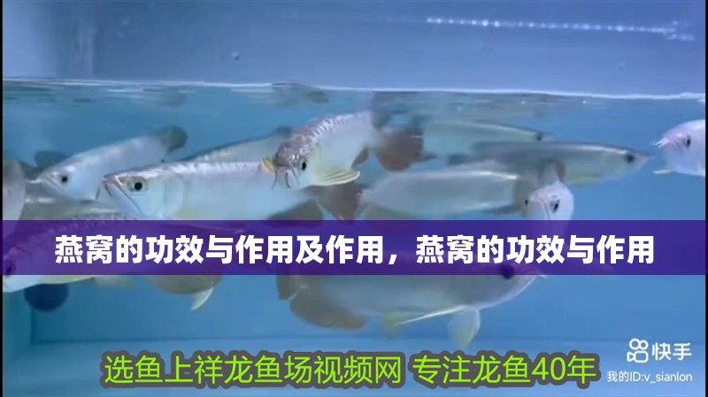 燕窩的功效與作用及作用，燕窩的功效與作用