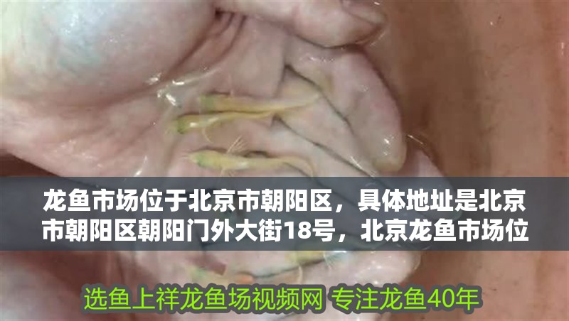 龍魚市場位于北京市朝陽區，具體地址是北京市朝陽區朝陽門外大街18號，北京龍魚市場位于北京市朝陽區