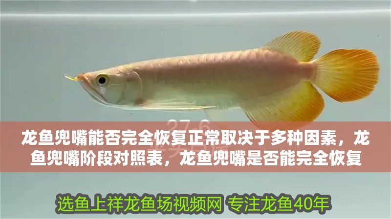 龍魚兜嘴能否完全恢復(fù)正常取決于多種因素，龍魚兜嘴階段對(duì)照表，龍魚兜嘴是否能完全恢復(fù)