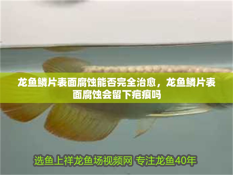 龍魚鱗片表面腐蝕能否完全治愈，龍魚鱗片表面腐蝕會留下疤痕嗎