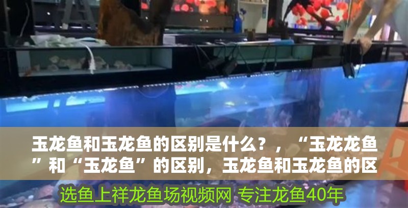 玉龍魚和玉龍魚的區別是什么？，“玉龍龍魚”和“玉龍魚”的區別，玉龍魚和玉龍魚的區別