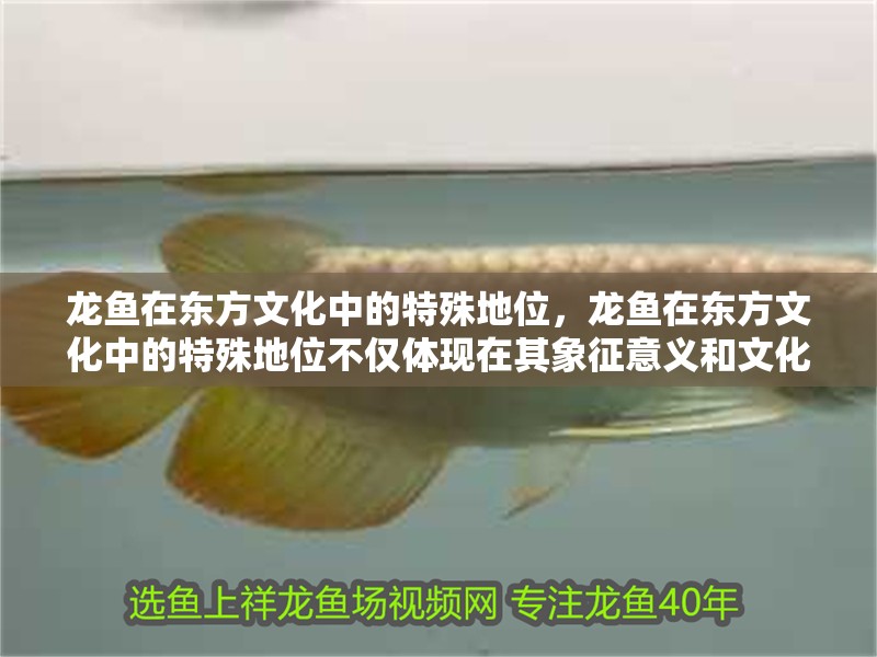 龍魚(yú)在東方文化中的特殊地位，龍魚(yú)在東方文化中的特殊地位不僅體現(xiàn)在其象征意義和文化價(jià)值上