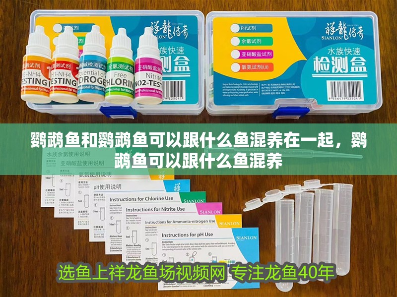 鸚鵡魚和鸚鵡魚可以跟什么魚混養在一起，鸚鵡魚可以跟什么魚混養