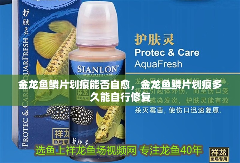 金龍魚(yú)鱗片劃痕能否自愈，金龍魚(yú)鱗片劃痕多久能自行修復(fù)