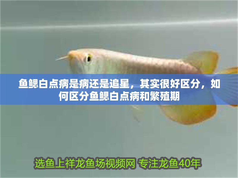 魚鰓白點病是病還是追星，其實很好區(qū)分，如何區(qū)分魚鰓白點病和繁殖期