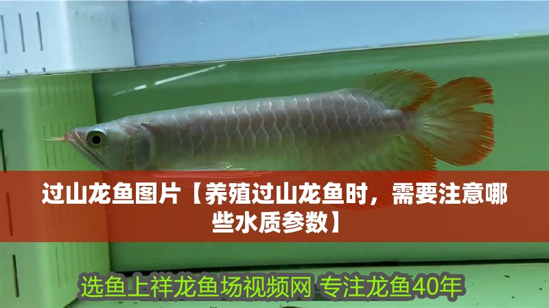 過山龍魚圖片【養(yǎng)殖過山龍魚時，需要注意哪些水質參數(shù)】