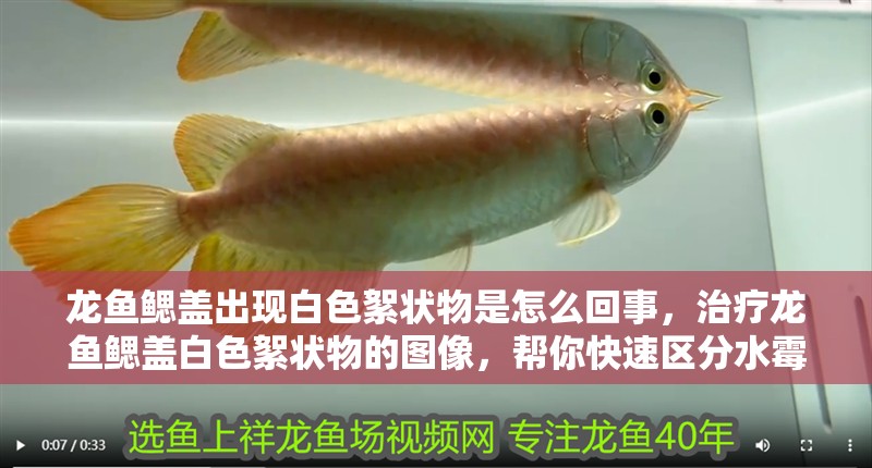 龍魚鰓蓋出現白色絮狀物是怎么回事，治療龍魚鰓蓋白色絮狀物的圖像，幫你快速區分水霉病和白點病