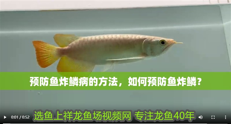 預(yù)防魚(yú)炸鱗病的方法，如何預(yù)防魚(yú)炸鱗？