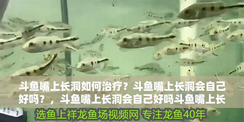 斗魚嘴上長洞如何治療？斗魚嘴上長洞會自己好嗎？，斗魚嘴上長洞會自己好嗎斗魚嘴上長洞會自己好嗎