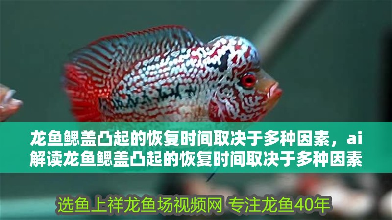 龍魚鰓蓋凸起的恢復(fù)時(shí)間取決于多種因素，ai解讀龍魚鰓蓋凸起的恢復(fù)時(shí)間取決于多種因素