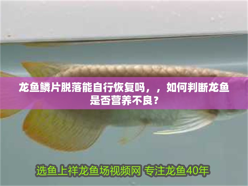 龍魚鱗片脫落能自行恢復嗎，，如何判斷龍魚是否營養不良？