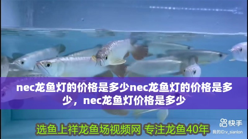 nec龍魚燈的價格是多少nec龍魚燈的價格是多少，nec龍魚燈價格是多少