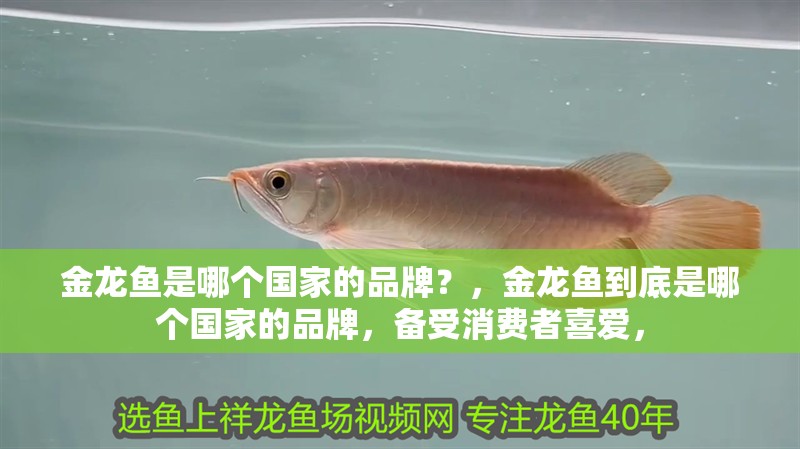 金龍魚是哪個國家的品牌？，金龍魚到底是哪個國家的品牌，備受消費者喜愛，