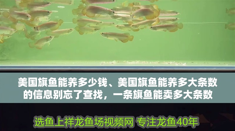 美國旗魚能養(yǎng)多少錢、美國旗魚能養(yǎng)多大條數的信息別忘了查找，一條旗魚能賣多大條數